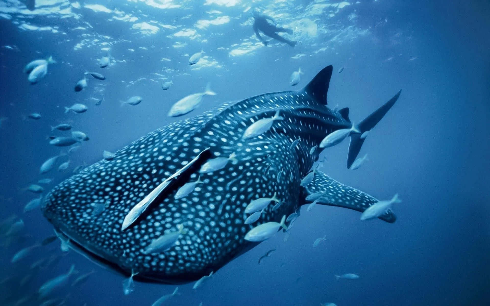 Baleine
