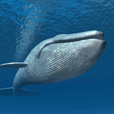 Baleine bleue