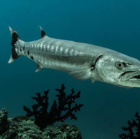 Barracuda