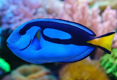 Chirurgien bleu