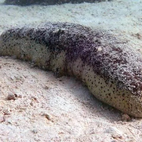 Concombre de mer
