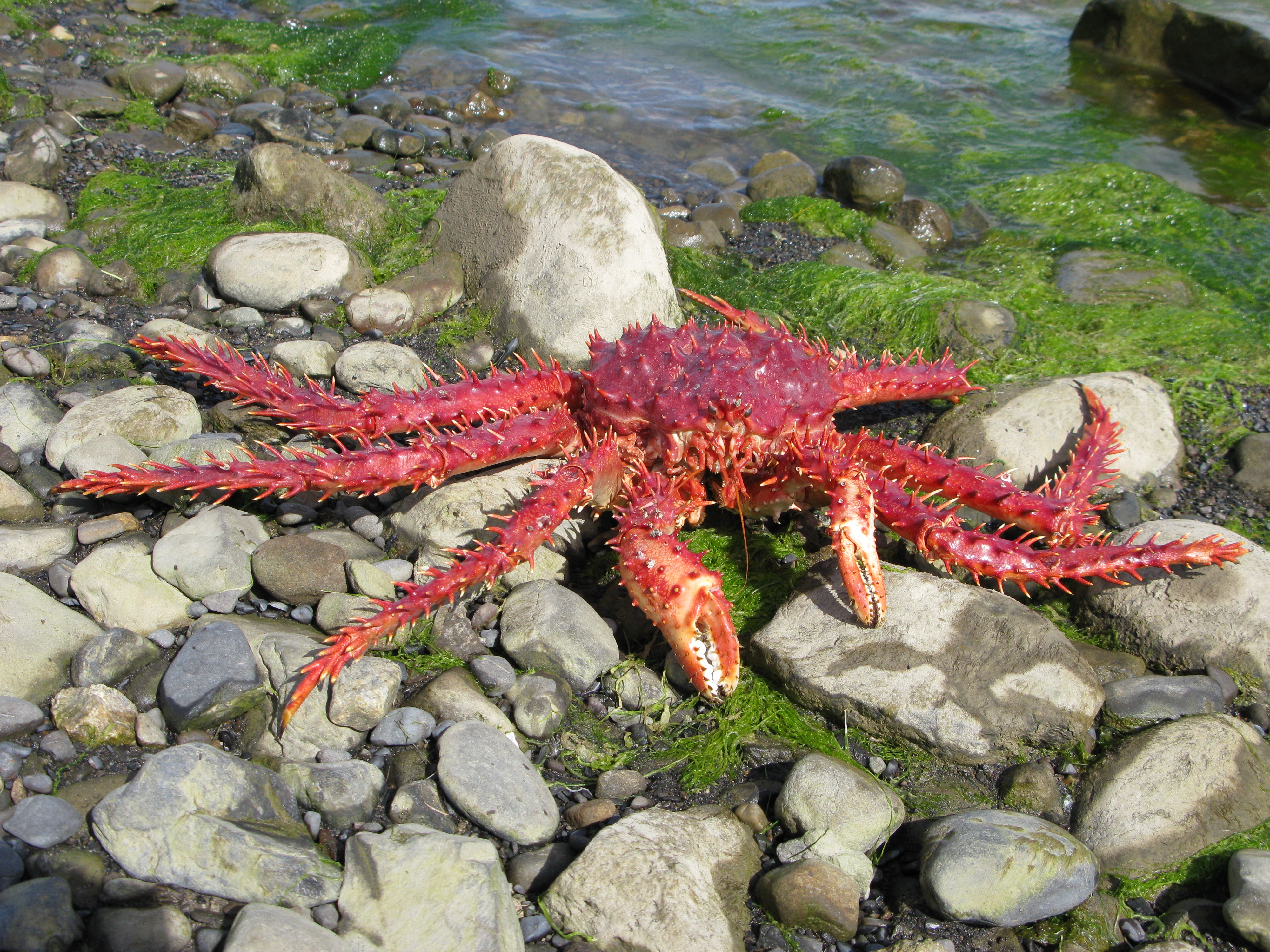 Crabe royal