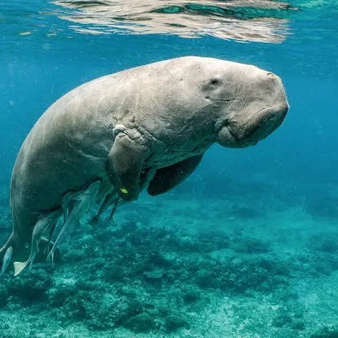 Dugong