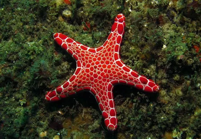 Étoile de mer