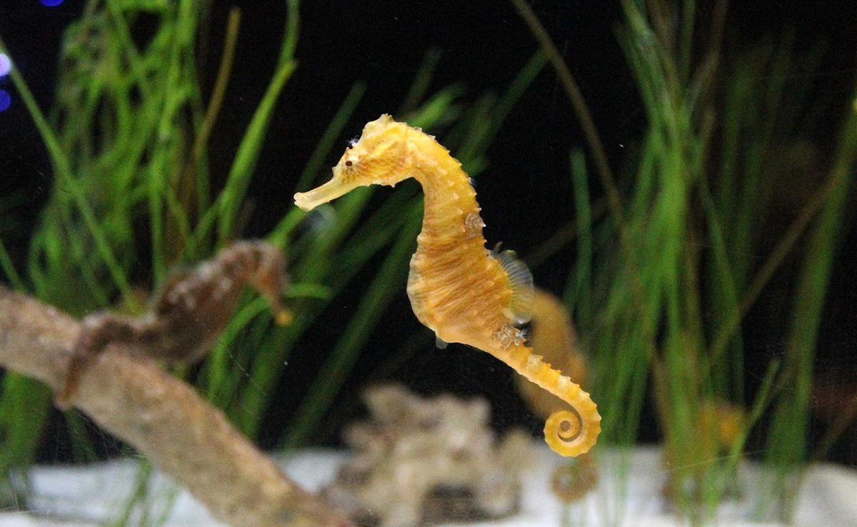 Hippocampe