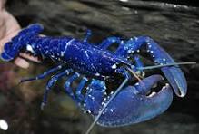Homard bleu