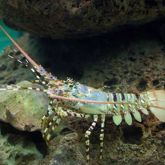 Langouste