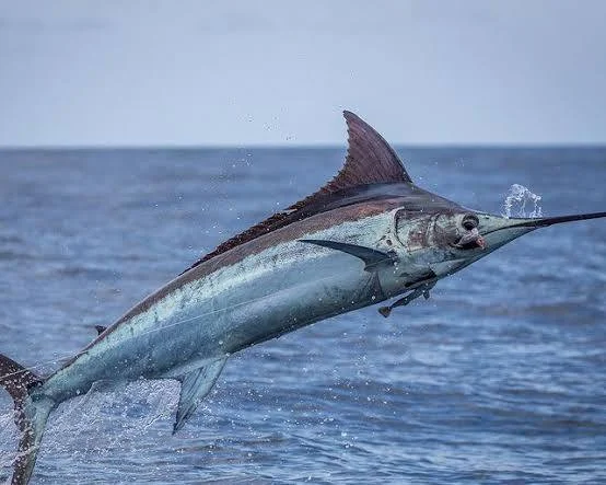 Marlin bleu
