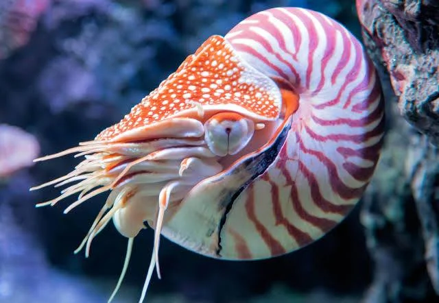 Nautile