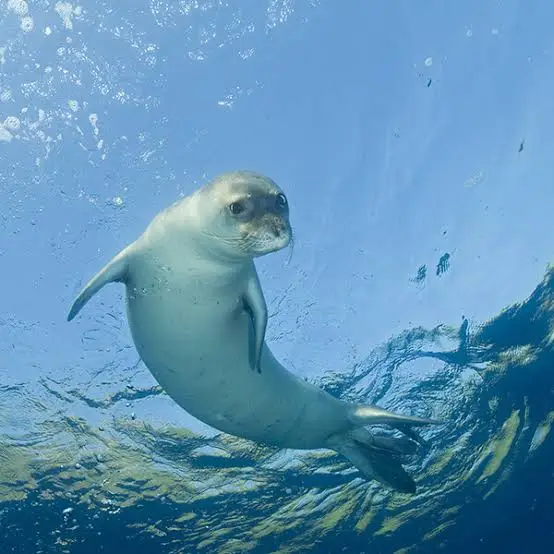 Phoque moine