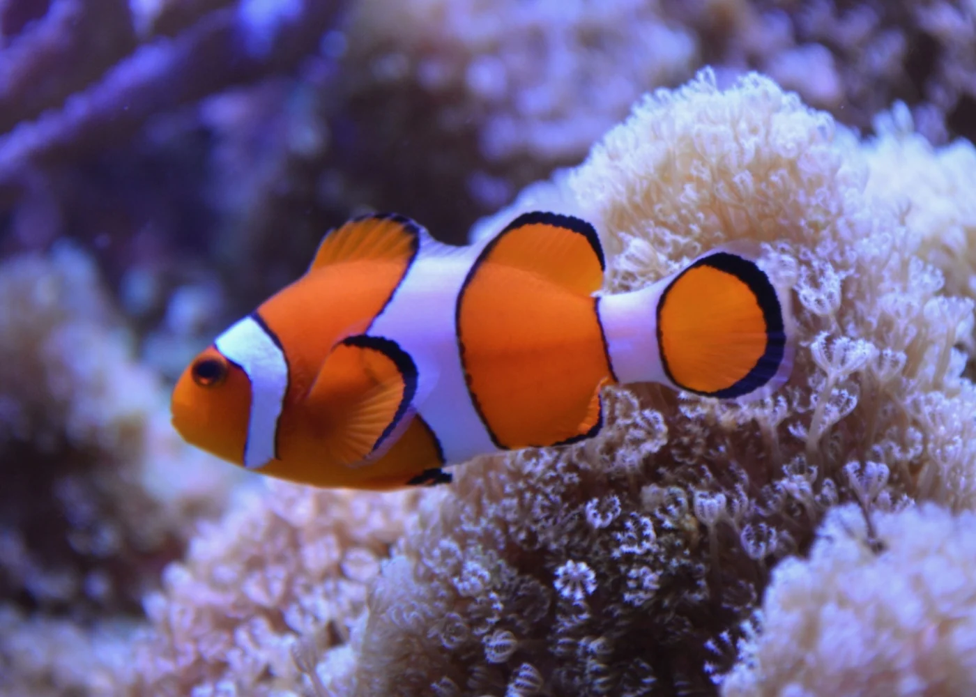 Poisson-clown