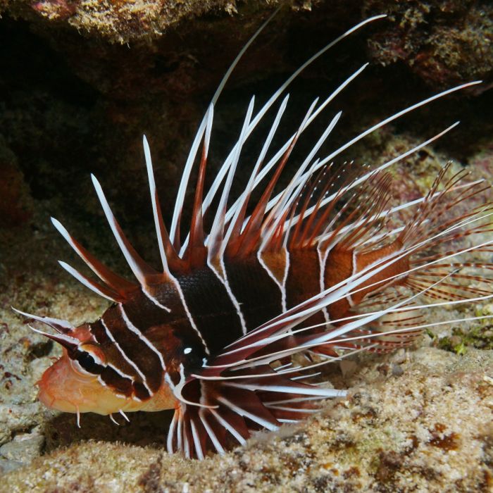 Poisson-lion