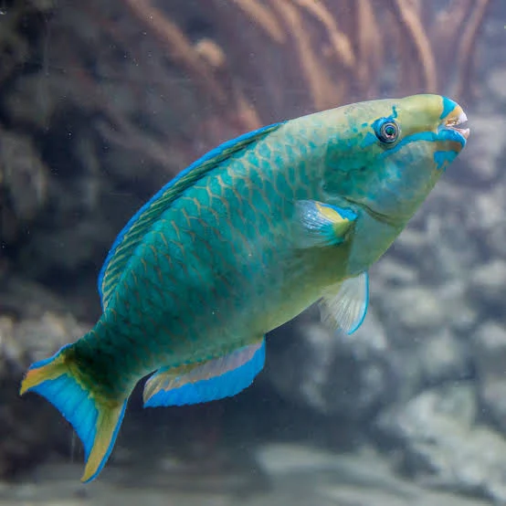 Poisson-perroquet