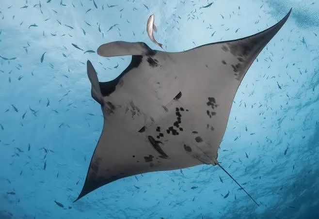 Raie Manta
