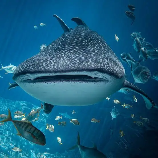 Requin-baleine
