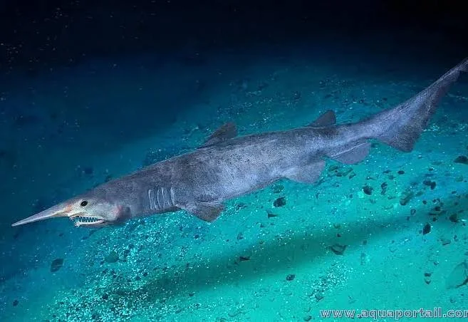 Requin-lutin