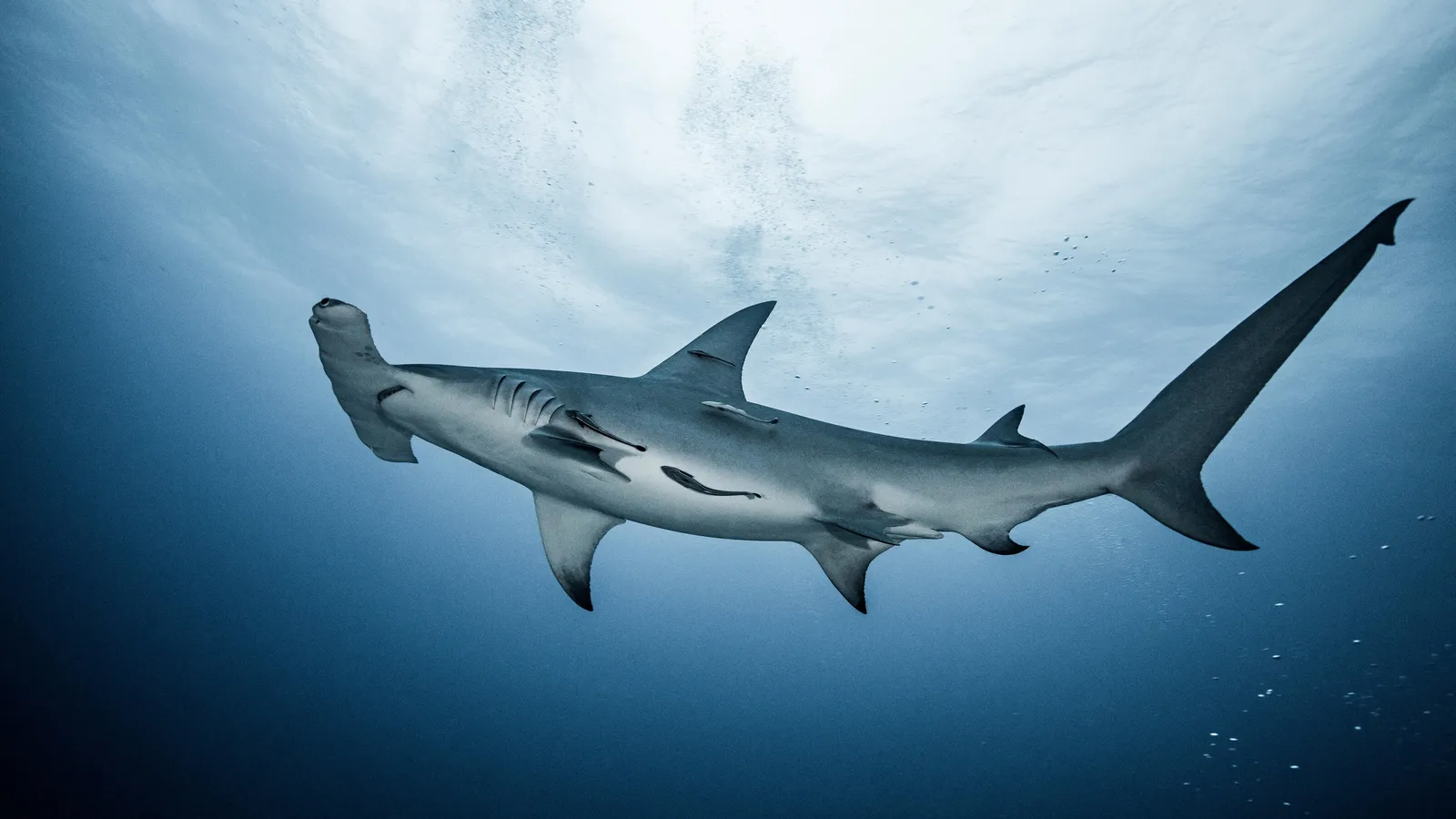 Requin-marteau