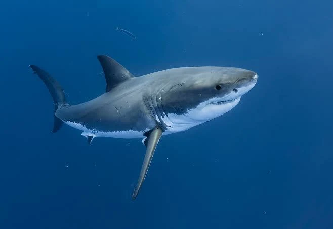 Requin blanc