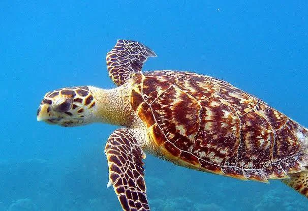 Tortue Imbriquée
